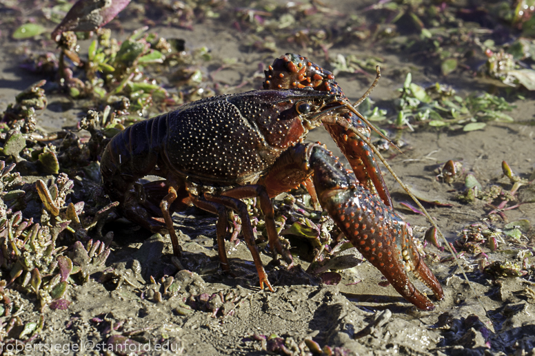 crawfish